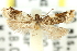  (Ancylis acrogypsa - 11ANIC-12353)  @11 [ ] CreativeCommons - Attribution (2011) ANIC/CBG Photography Group Centre for Biodiversity Genomics