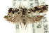  ( - 11ANIC-12379)  @12 [ ] CreativeCommons - Attribution (2011) ANIC/CBG Photography Group Centre for Biodiversity Genomics