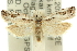  ( - 11ANIC-12452)  @11 [ ] CreativeCommons - Attribution (2011) ANIC/CBG Photography Group Centre for Biodiversity Genomics