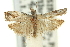  ( - 11ANIC-12483)  @11 [ ] CreativeCommons - Attribution (2011) ANIC/CBG Photography Group Centre for Biodiversity Genomics