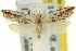  ( - 11ANIC-12498)  @11 [ ] CreativeCommons - Attribution (2011) ANIC/CBG Photography Group Centre for Biodiversity Genomics