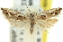  (Holocola niphosticha - 11ANIC-12506)  @11 [ ] CreativeCommons - Attribution (2011) ANIC/CBG Photography Group Centre for Biodiversity Genomics