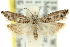  ( - 11ANIC-12513)  @13 [ ] CreativeCommons - Attribution (2011) ANIC/CBG Photography Group Centre for Biodiversity Genomics