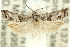  ( - 11ANIC-12543)  @14 [ ] CreativeCommons - Attribution (2011) ANIC/CBG Photography Group Centre for Biodiversity Genomics