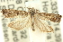  ( - 11ANIC-12608)  @13 [ ] CreativeCommons - Attribution (2011) ANIC/CBG Photography Group Centre for Biodiversity Genomics