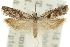  ( - 11ANIC-12634)  @11 [ ] CreativeCommons - Attribution (2011) ANIC/CBG Photography Group Centre for Biodiversity Genomics