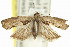  (Melanodaedala - 11ANIC-12732)  @14 [ ] CreativeCommons - Attribution (2011) ANIC/CBG Photography Group Centre for Biodiversity Genomics