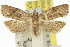  (Epinotia absconditana - 11ANIC-12756)  @14 [ ] CreativeCommons - Attribution (2011) ANIC/CBG Photography Group Centre for Biodiversity Genomics