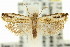  (Noduliferola sp. ANIC1 - 11ANIC-12761)  @11 [ ] CreativeCommons - Attribution (2011) ANIC/CBG Photography Group Centre for Biodiversity Genomics