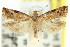  ( - 11ANIC-12765)  @11 [ ] CreativeCommons - Attribution (2011) ANIC/CBG Photography Group Centre for Biodiversity Genomics