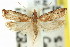 (Herpystis - 11ANIC-12766)  @13 [ ] CreativeCommons - Attribution (2011) ANIC/CBG Photography Group Centre for Biodiversity Genomics