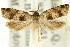  (TothastisGroup sp. ANIC1 - 11ANIC-12816)  @11 [ ] CreativeCommons - Attribution (2011) ANIC/CBG Photography Group Centre for Biodiversity Genomics