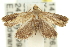  ( - 11ANIC-12906)  @14 [ ] CreativeCommons - Attribution (2011) ANIC/CBG Photography Group Centre for Biodiversity Genomics