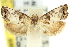  ( - 11ANIC-12916)  @11 [ ] CreativeCommons - Attribution (2011) ANIC/CBG Photography Group Centre for Biodiversity Genomics