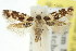  (Macrobathra bigerella - 11ANIC-13153)  @15 [ ] CreativeCommons - Attribution (2011) ANIC/CBG Photography Group Centre for Biodiversity Genomics