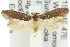  ( - 11ANIC-13178)  @14 [ ] CreativeCommons - Attribution (2011) ANIC/CBG Photography Group Centre for Biodiversity Genomics
