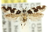  ( - 11ANIC-13221)  @14 [ ] CreativeCommons - Attribution (2011) ANIC/CBG Photography Group Centre for Biodiversity Genomics