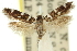  ( - 11ANIC-13268)  @11 [ ] CreativeCommons - Attribution (2011) ANIC/CBG Photography Group Centre for Biodiversity Genomics