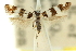  (Macrobathra sp. ANIC25 - 11ANIC-13276)  @11 [ ] CreativeCommons - Attribution (2011) ANIC/CBG Photography Group Centre for Biodiversity Genomics