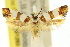  ( - 11ANIC-13293)  @11 [ ] CreativeCommons - Attribution (2011) ANIC/CBG Photography Group Centre for Biodiversity Genomics