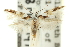  ( - 11ANIC-13349)  @15 [ ] CreativeCommons - Attribution (2011) ANIC/CBG Photography Group Centre for Biodiversity Genomics