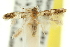  ( - 11ANIC-13470)  @11 [ ] CreativeCommons - Attribution (2011) ANIC/CBG Photography Group Centre for Biodiversity Genomics