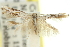  ( - 11ANIC-13486)  @11 [ ] CreativeCommons - Attribution (2011) ANIC/CBG Photography Group Centre for Biodiversity Genomics