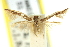 ( - 11ANIC-13488)  @11 [ ] CreativeCommons - Attribution (2011) ANIC/CBG Photography Group Centre for Biodiversity Genomics