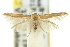  ( - 11ANIC-13490)  @11 [ ] CreativeCommons - Attribution (2011) ANIC/CBG Photography Group Centre for Biodiversity Genomics