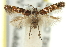  ( - 11ANIC-13496)  @11 [ ] CreativeCommons - Attribution (2011) ANIC/CBG Photography Group Centre for Biodiversity Genomics