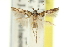  ( - 11ANIC-13503)  @11 [ ] CreativeCommons - Attribution (2011) ANIC/CBG Photography Group Centre for Biodiversity Genomics