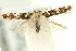  ( - 11ANIC-13509)  @11 [ ] CreativeCommons - Attribution (2011) ANIC/CBG Photography Group Centre for Biodiversity Genomics