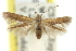  ( - 11ANIC-13510)  @11 [ ] CreativeCommons - Attribution (2011) ANIC/CBG Photography Group Centre for Biodiversity Genomics