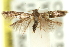  ( - 11ANIC-13516)  @11 [ ] CreativeCommons - Attribution (2011) ANIC/CBG Photography Group Centre for Biodiversity Genomics