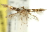  ( - 11ANIC-13529)  @11 [ ] CreativeCommons - Attribution (2011) ANIC/CBG Photography Group Centre for Biodiversity Genomics