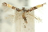 (Cosmopterix sp. ANIC1 - 11ANIC-13536)  @11 [ ] CreativeCommons - Attribution (2011) ANIC/CBG Photography Group Centre for Biodiversity Genomics