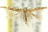  (Cosmopterix sp. ANIC4 - 11ANIC-13543)  @11 [ ] CreativeCommons - Attribution (2011) ANIC/CBG Photography Group Centre for Biodiversity Genomics