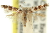  ( - 11ANIC-13551)  @11 [ ] CreativeCommons - Attribution (2011) ANIC/CBG Photography Group Centre for Biodiversity Genomics