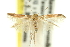  ( - 11ANIC-13555)  @11 [ ] CreativeCommons - Attribution (2011) ANIC/CBG Photography Group Centre for Biodiversity Genomics