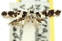 (Macrobathra sp. ANIC26 - 11ANIC-13559)  @13 [ ] CreativeCommons - Attribution (2011) ANIC/CBG Photography Group Centre for Biodiversity Genomics