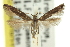  ( - 11ANIC-13571)  @11 [ ] CreativeCommons - Attribution (2011) ANIC/CBG Photography Group Centre for Biodiversity Genomics