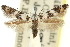  ( - 11ANIC-13589)  @11 [ ] CreativeCommons - Attribution (2011) ANIC/CBG Photography Group Centre for Biodiversity Genomics