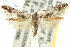  ( - 11ANIC-13599)  @11 [ ] CreativeCommons - Attribution (2011) ANIC/CBG Photography Group Centre for Biodiversity Genomics