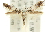  ( - 11ANIC-13601)  @11 [ ] CreativeCommons - Attribution (2011) ANIC/CBG Photography Group Centre for Biodiversity Genomics