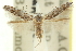  ( - 11ANIC-13648)  @11 [ ] CreativeCommons - Attribution (2011) ANIC/CBG Photography Group Centre for Biodiversity Genomics