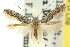  ( - 11ANIC-13649)  @14 [ ] CreativeCommons - Attribution (2011) ANIC/CBG Photography Group Centre for Biodiversity Genomics