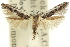  ( - 11ANIC-13650)  @11 [ ] CreativeCommons - Attribution (2011) ANIC/CBG Photography Group Centre for Biodiversity Genomics