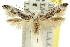  ( - 11ANIC-13672)  @15 [ ] CreativeCommons - Attribution (2011) ANIC/CBG Photography Group Centre for Biodiversity Genomics