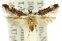  ( - 11ANIC-13678)  @11 [ ] CreativeCommons - Attribution (2011) ANIC/CBG Photography Group Centre for Biodiversity Genomics