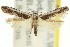  ( - 11ANIC-13685)  @11 [ ] CreativeCommons - Attribution (2011) ANIC/CBG Photography Group Centre for Biodiversity Genomics